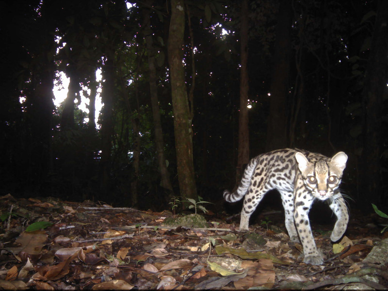 Margay in Belize